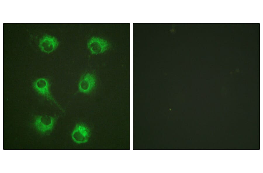 Immunofluorescence - Anti-CrkL Antibody (B0067) - Antibodies.com