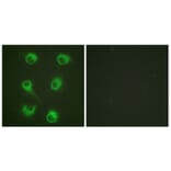 Immunofluorescence - Anti-CrkL Antibody (B0067) - Antibodies.com