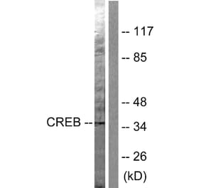 Western Blot - Anti-CREB Antibody (B0006) - Antibodies.com
