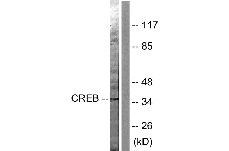 Western Blot - Anti-CREB Antibody (B0006) - Antibodies.com