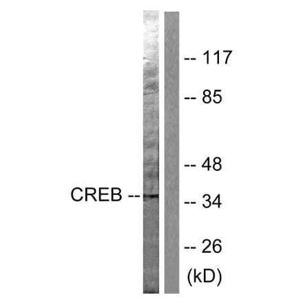 Western Blot - Anti-CREB Antibody (B0006) - Antibodies.com