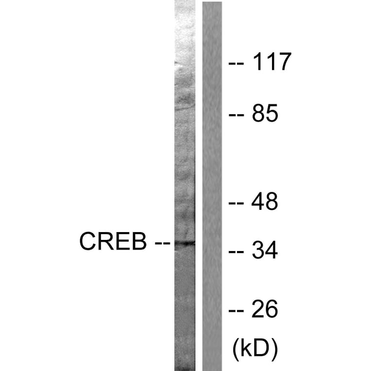 Western Blot - Anti-CREB Antibody (B0006) - Antibodies.com