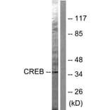 Western Blot - Anti-CREB Antibody (B0006) - Antibodies.com