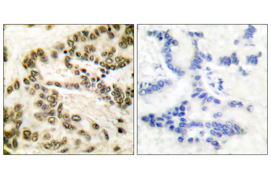 Immunohistochemistry - Anti-CREB Antibody (B0006) - Antibodies.com