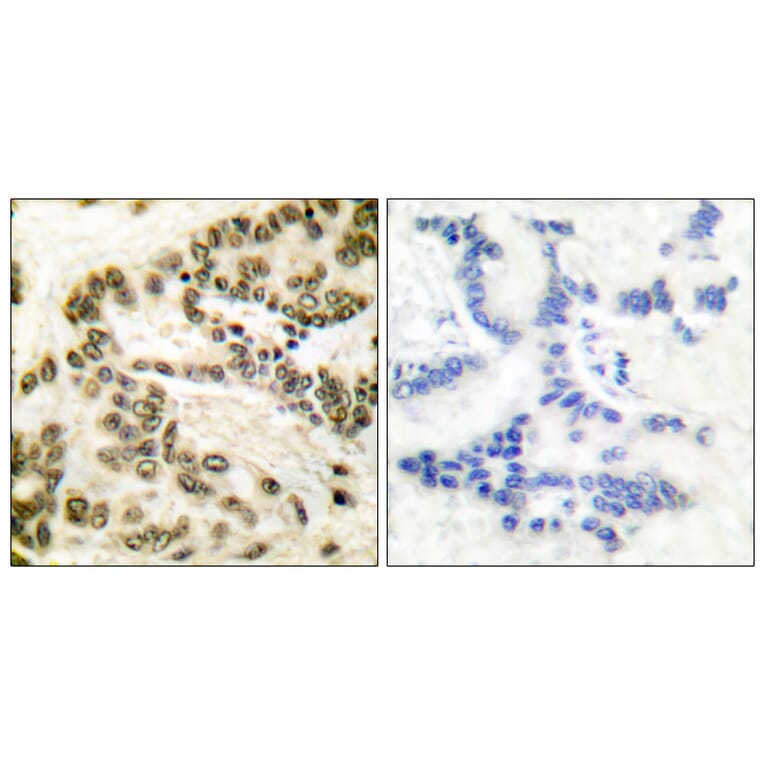Immunohistochemistry - Anti-CREB Antibody (B0006) - Antibodies.com