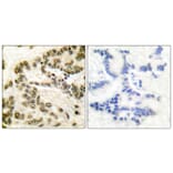 Immunohistochemistry - Anti-CREB Antibody (B0006) - Antibodies.com