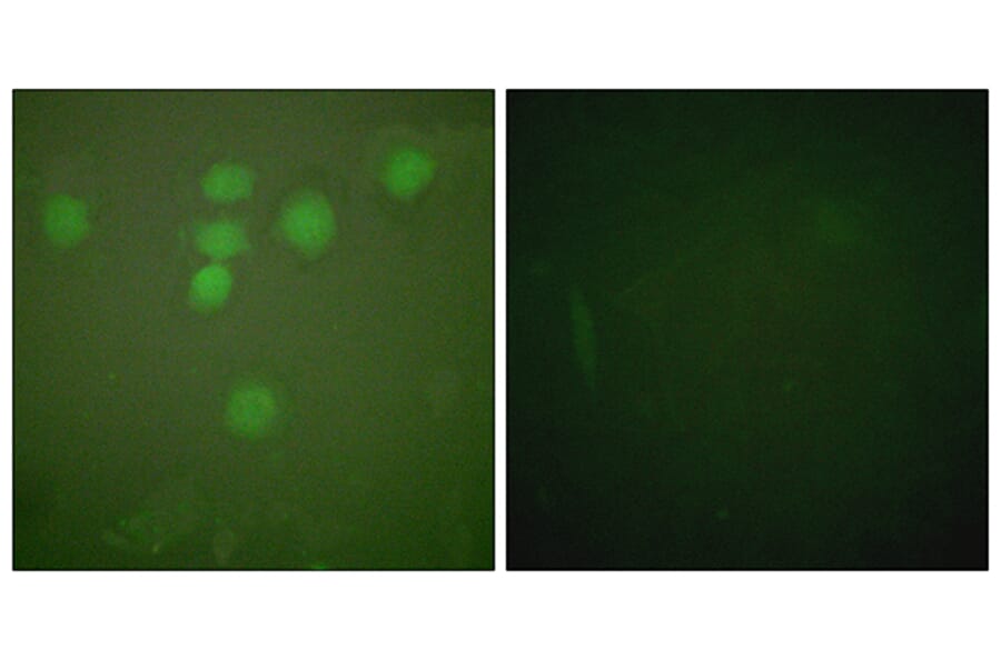 Immunofluorescence - Anti-CREB Antibody (B0006) - Antibodies.com