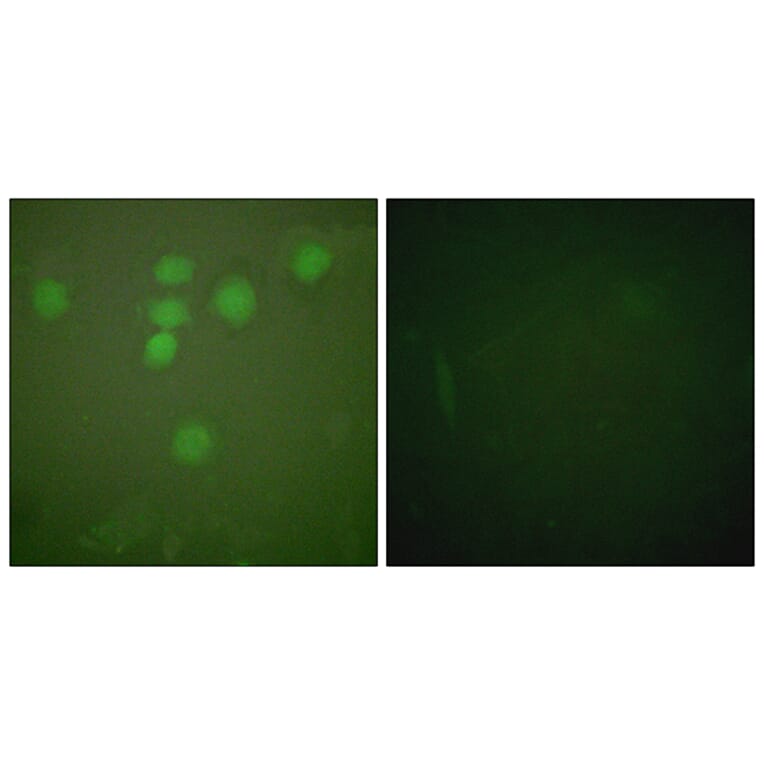 Immunofluorescence - Anti-CREB Antibody (B0006) - Antibodies.com