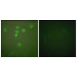 Immunofluorescence - Anti-CREB Antibody (B0006) - Antibodies.com