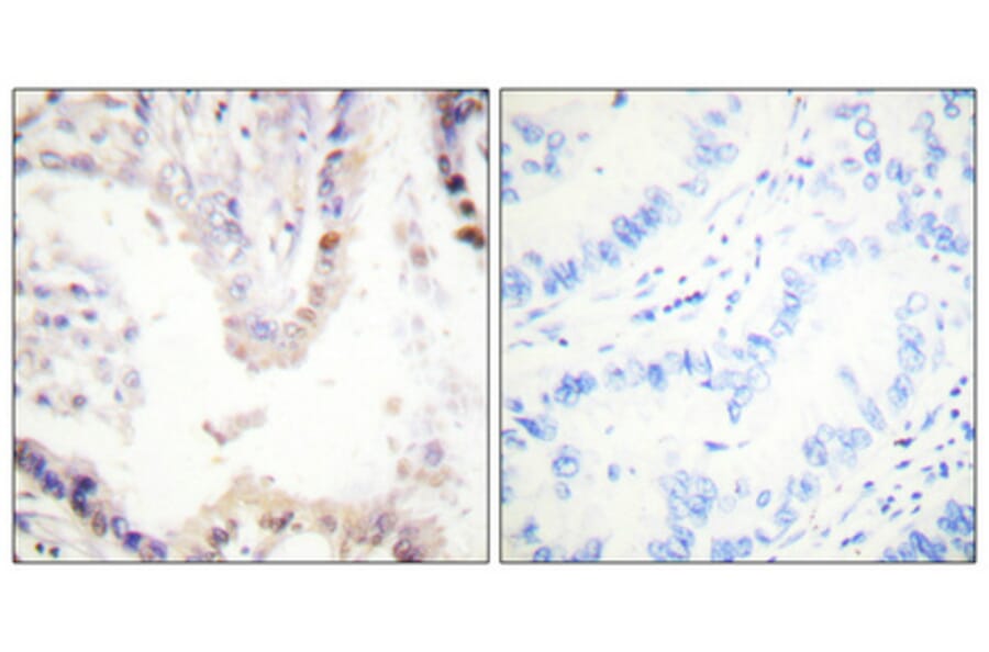 Immunohistochemistry - Anti-CREB Antibody (B0006) - Antibodies.com