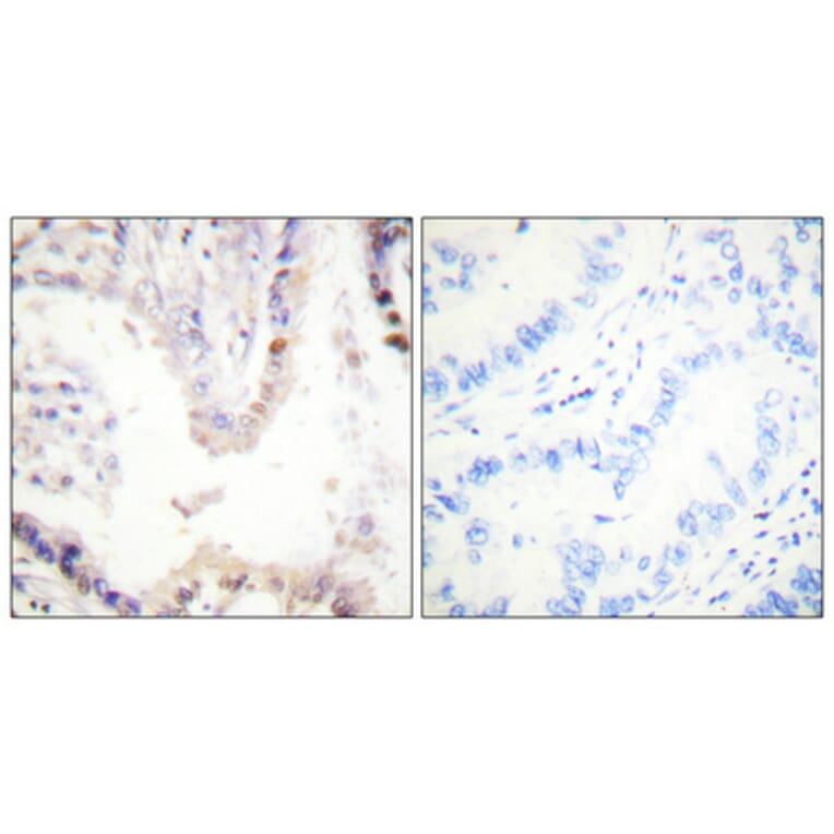Immunohistochemistry - Anti-CREB Antibody (B0006) - Antibodies.com