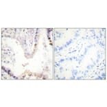 Immunohistochemistry - Anti-CREB Antibody (B0006) - Antibodies.com