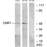 Western Blot - Anti-CNR1 Antibody (G226) - Antibodies.com