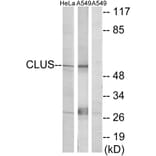 Western Blot - Anti-CLUS Antibody (C13035) - Antibodies.com