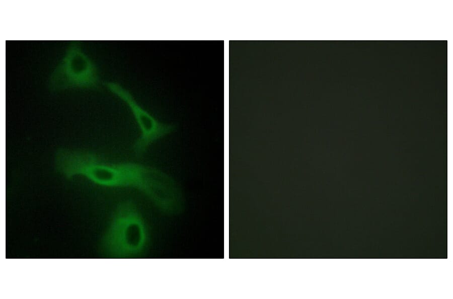 Immunofluorescence - Anti-CLUS Antibody (C13035) - Antibodies.com