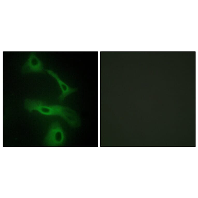 Immunofluorescence - Anti-CLUS Antibody (C13035) - Antibodies.com
