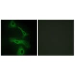 Immunofluorescence - Anti-CLUS Antibody (C13035) - Antibodies.com