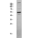 Western Blot - Anti-CLUS Antibody (C13035) - Antibodies.com