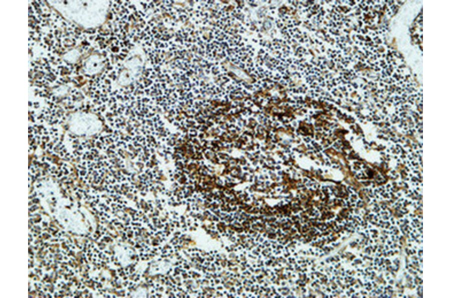 Immunohistochemistry - Anti-CLUS Antibody (C13035) - Antibodies.com