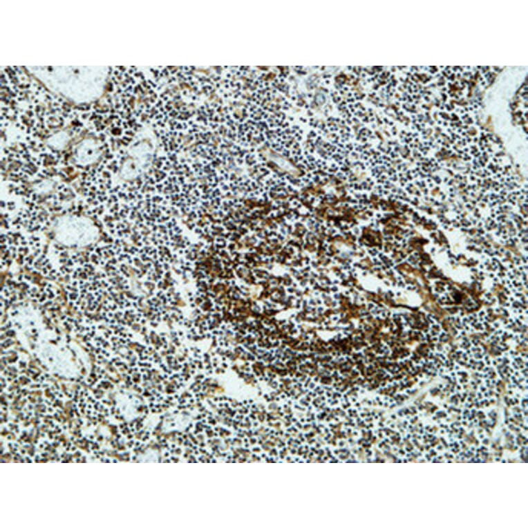 Immunohistochemistry - Anti-CLUS Antibody (C13035) - Antibodies.com