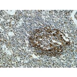 Immunohistochemistry - Anti-CLUS Antibody (C13035) - Antibodies.com