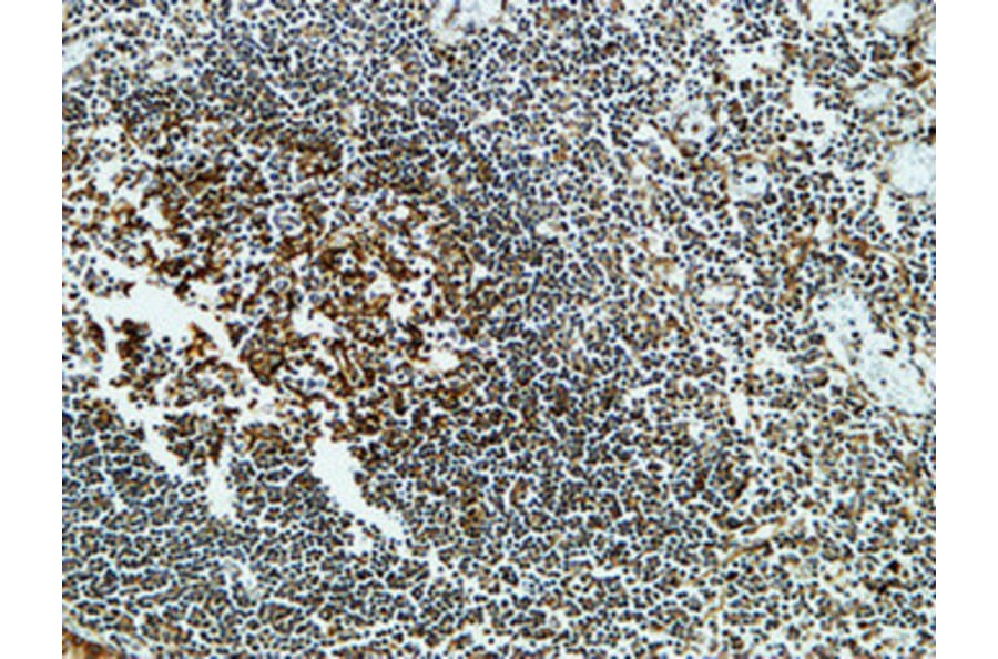 Immunohistochemistry - Anti-CLUS Antibody (C13035) - Antibodies.com