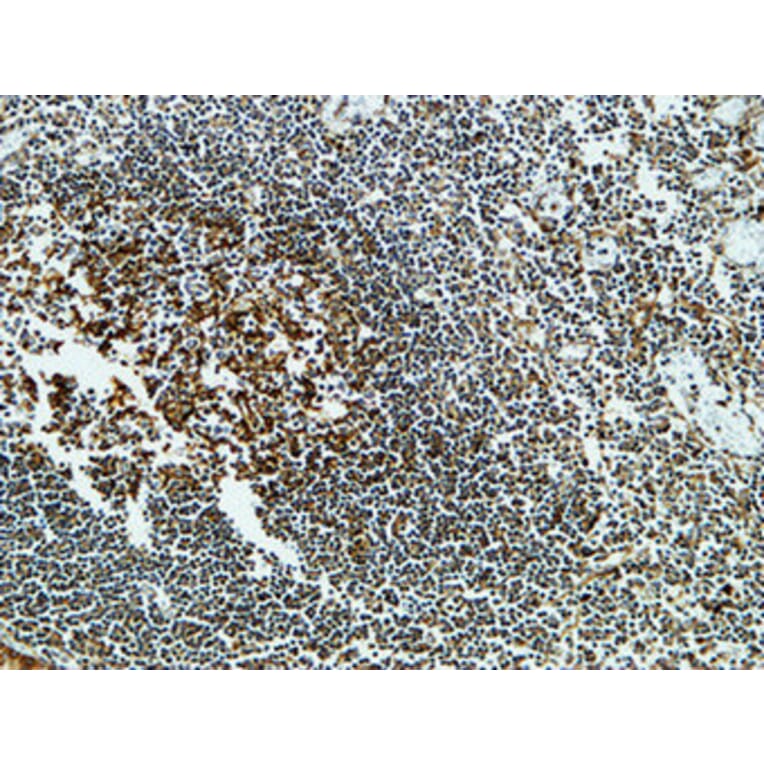 Immunohistochemistry - Anti-CLUS Antibody (C13035) - Antibodies.com
