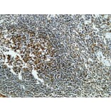 Immunohistochemistry - Anti-CLUS Antibody (C13035) - Antibodies.com