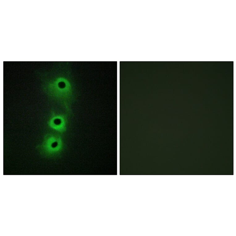 Immunofluorescence - Anti-CDH8 Antibody (C12106) - Antibodies.com