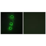 Immunofluorescence - Anti-CDH8 Antibody (C12106) - Antibodies.com