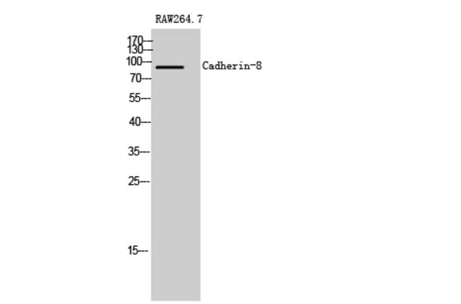 Western Blot - Anti-CDH8 Antibody (C12106) - Antibodies.com