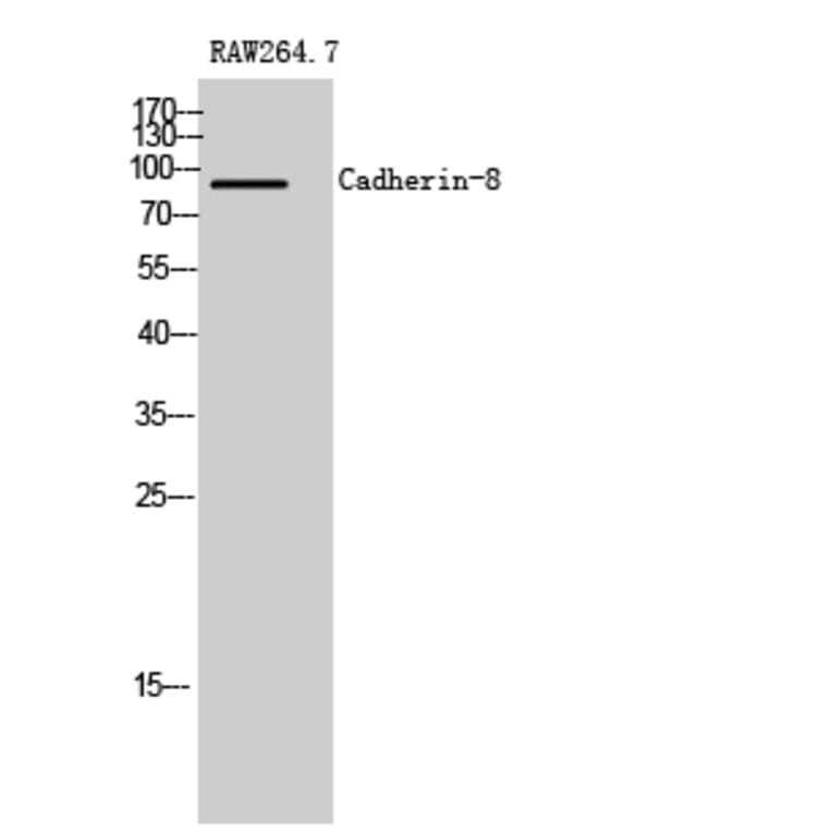 Western Blot - Anti-CDH8 Antibody (C12106) - Antibodies.com