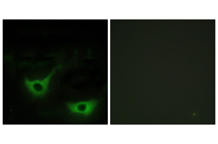 Immunofluorescence - Anti-CALR Antibody (C10495) - Antibodies.com