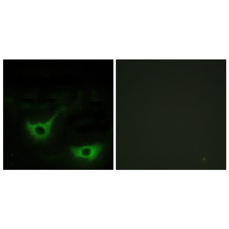 Immunofluorescence - Anti-CALR Antibody (C10495) - Antibodies.com