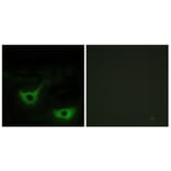 Immunofluorescence - Anti-CALR Antibody (C10495) - Antibodies.com