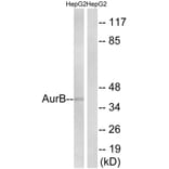 Western Blot - Anti-AurB Antibody (B1133) - Antibodies.com