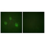 Immunofluorescence - Anti-AurB Antibody (B1133) - Antibodies.com