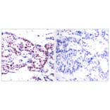 Immunohistochemistry - Anti-ATF2 Antibody (B7015) - Antibodies.com