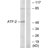 Western Blot - Anti-ATF2 Antibody (B7015) - Antibodies.com