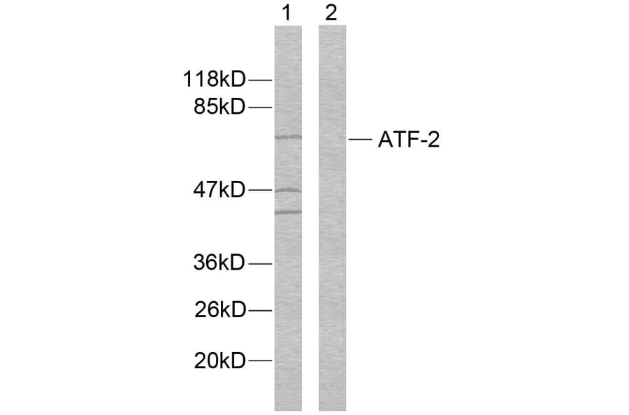Western Blot - Anti-ATF2 Antibody (B7012) - Antibodies.com