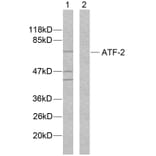 Western Blot - Anti-ATF2 Antibody (B7012) - Antibodies.com
