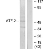 Western Blot - Anti-ATF2 Antibody (B7013) - Antibodies.com