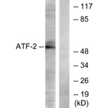 Western Blot - Anti-ATF2 Antibody (B7016) - Antibodies.com