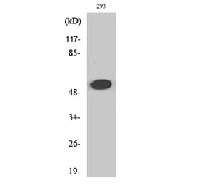 Western Blot - Anti-PLMN (heavy chain A short form, cleaved Val98) Antibody (L0370) - Antibodies.com