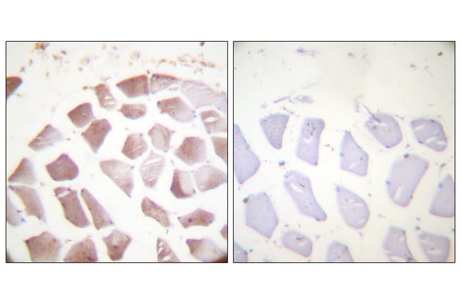 Immunohistochemistry - Anti-Actin (alpha + gamma) (phospho Tyr55 + Tyr53) Antibody (A0762) - Antibodies.com