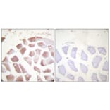 Immunohistochemistry - Anti-Actin (alpha + gamma) (phospho Tyr55 + Tyr53) Antibody (A0762) - Antibodies.com