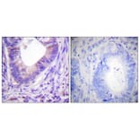 Immunohistochemistry - Anti-PKA alpha + beta (catalytic subunits) Antibody (B0548) - Antibodies.com