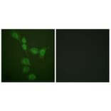 Immunofluorescence - Anti-PKA alpha + beta (catalytic subunits) Antibody (B0548) - Antibodies.com