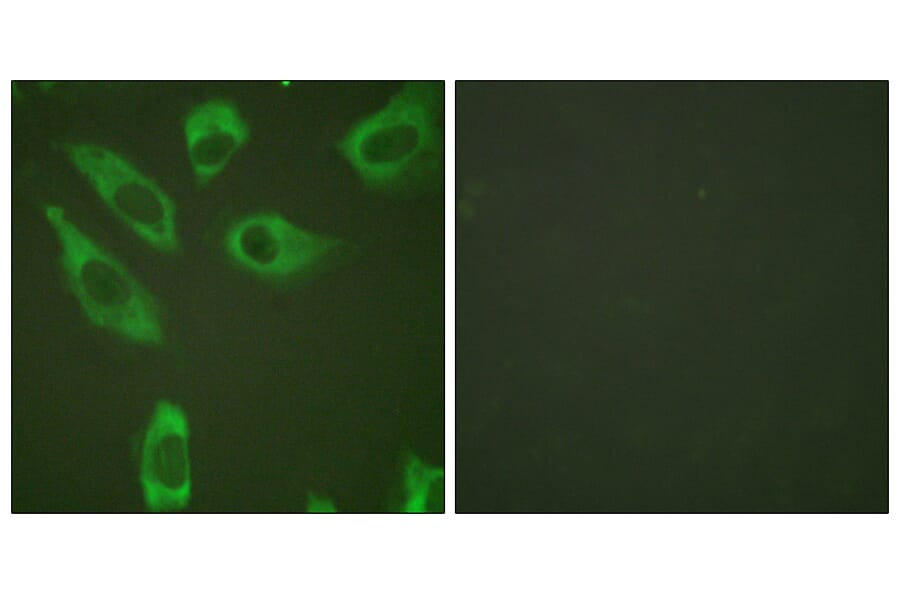 Immunofluorescence - Anti-S6 Ribosomal Protein (phospho Ser240) Antibody (A0571) - Antibodies.com