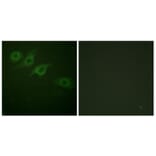 Immunofluorescence - Anti-Interferon-gamma Receptor alpha chain Antibody (B0953) - Antibodies.com